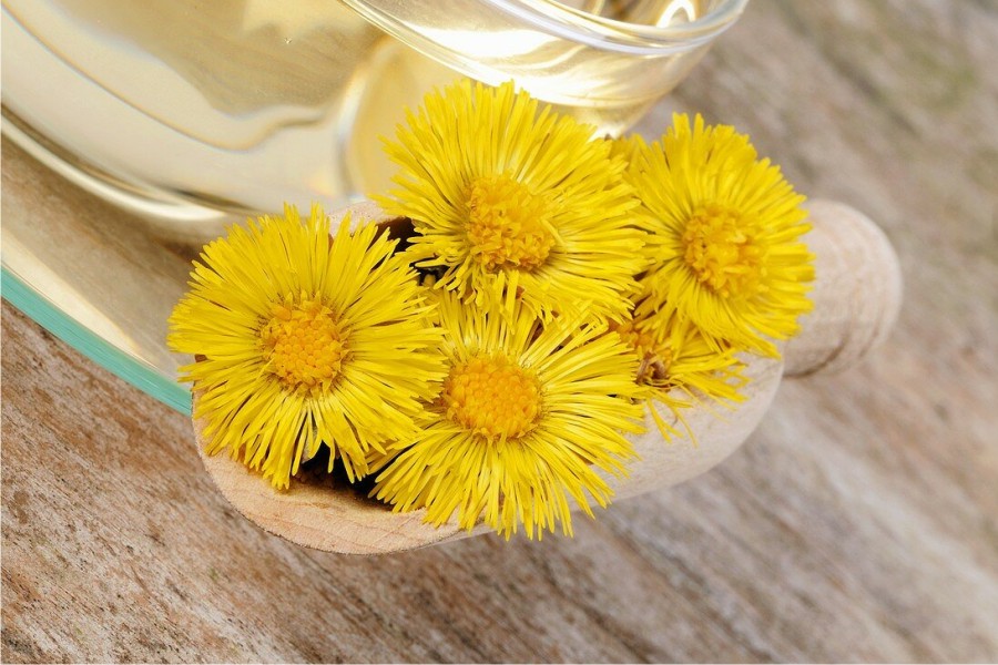 flor uña de caballo beneficios para el pelo regeneración capilar