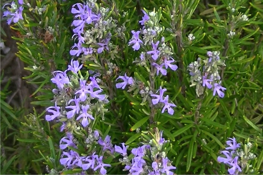 mascarilla para el pelo profesional con Romero